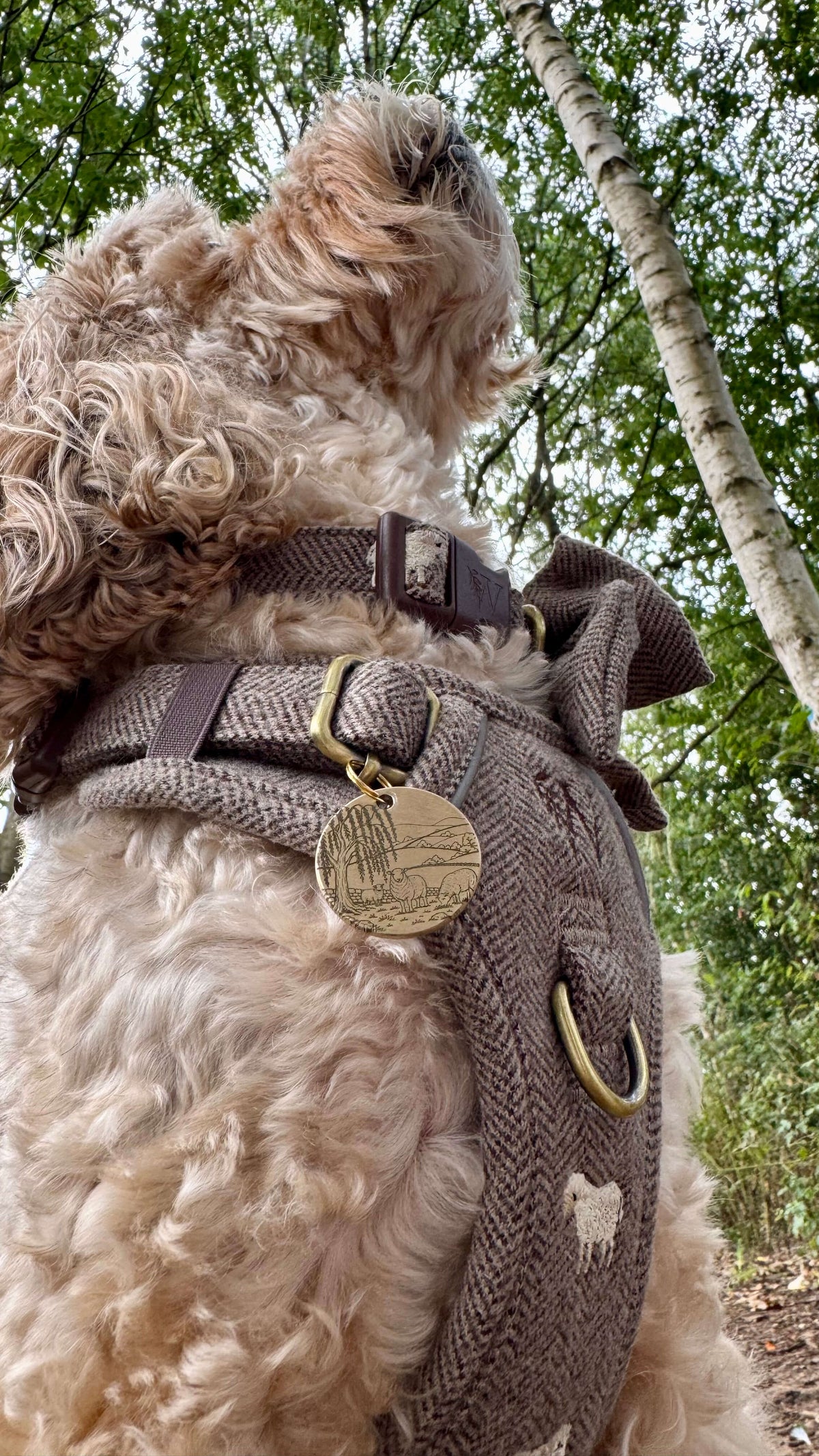 The Sheep Tweed Collar