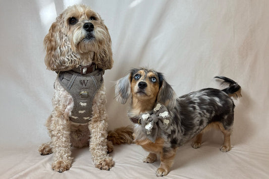 Oscar and Oreo wearing the sheep tweed harness, collar and sailor bow