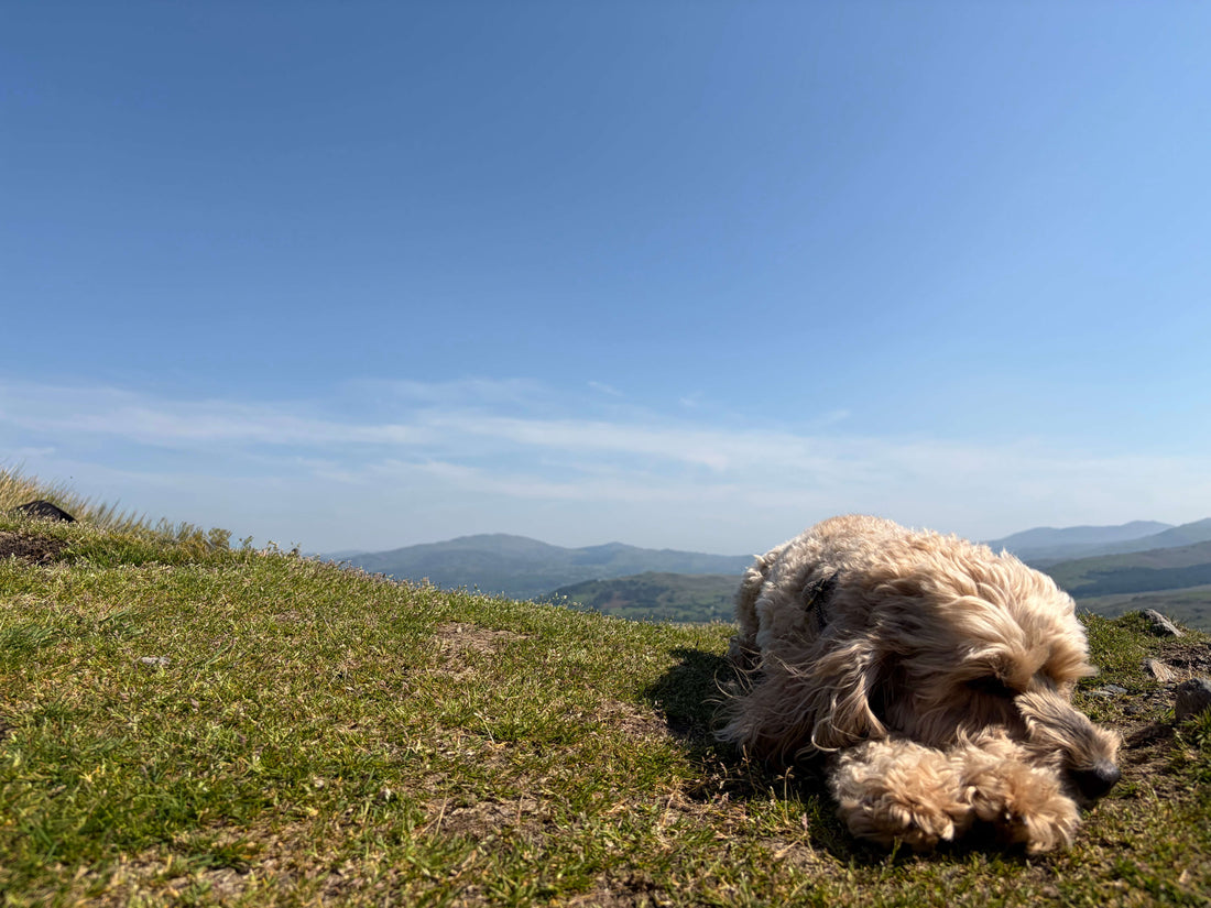 Cockapoo lying on the grass on CAD west mountain in the Mach loop in Wales, there is blue sky with the sun out and hills in the background