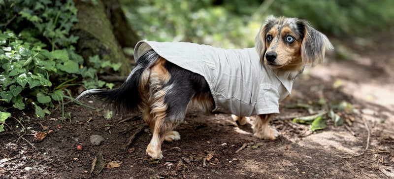 Miniture Dachshund Wardrobe