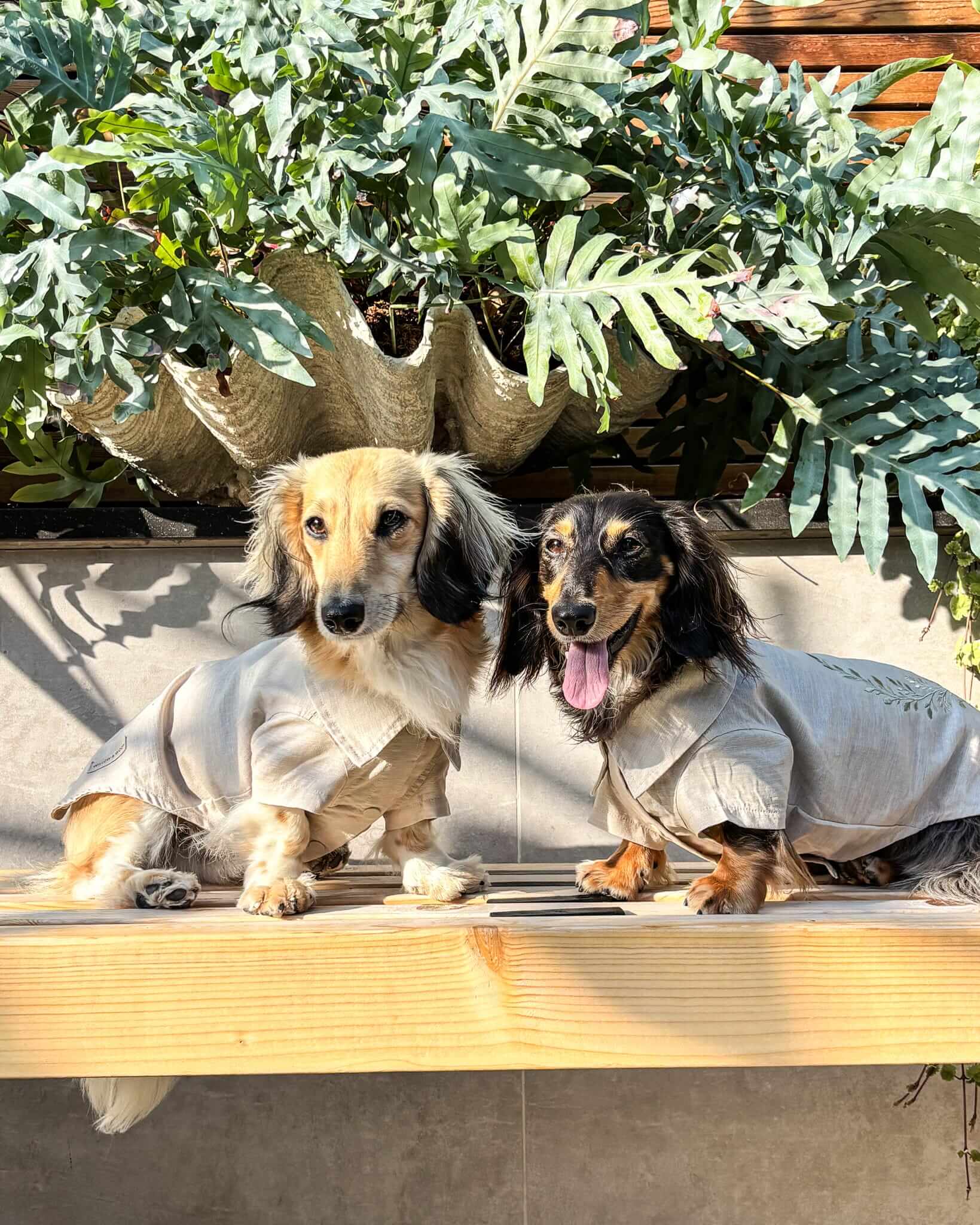 The Linen Shirt | Miniature Dachshund