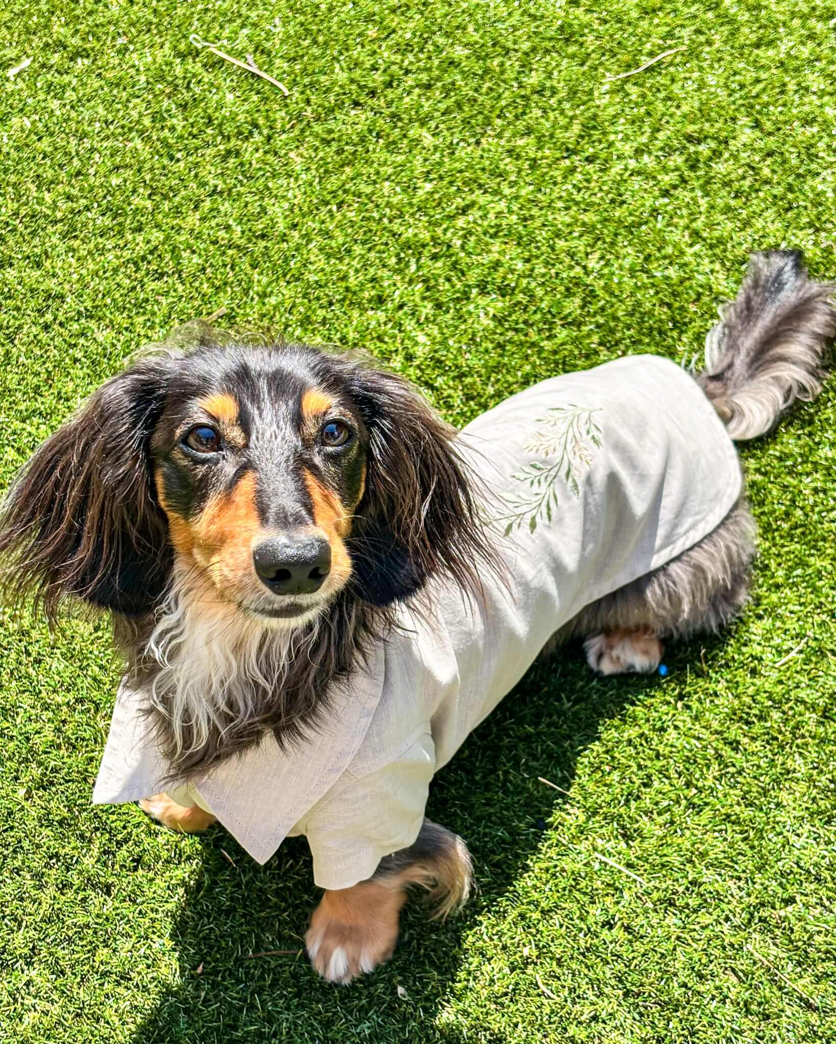 The Linen Shirt | Miniature Dachshund