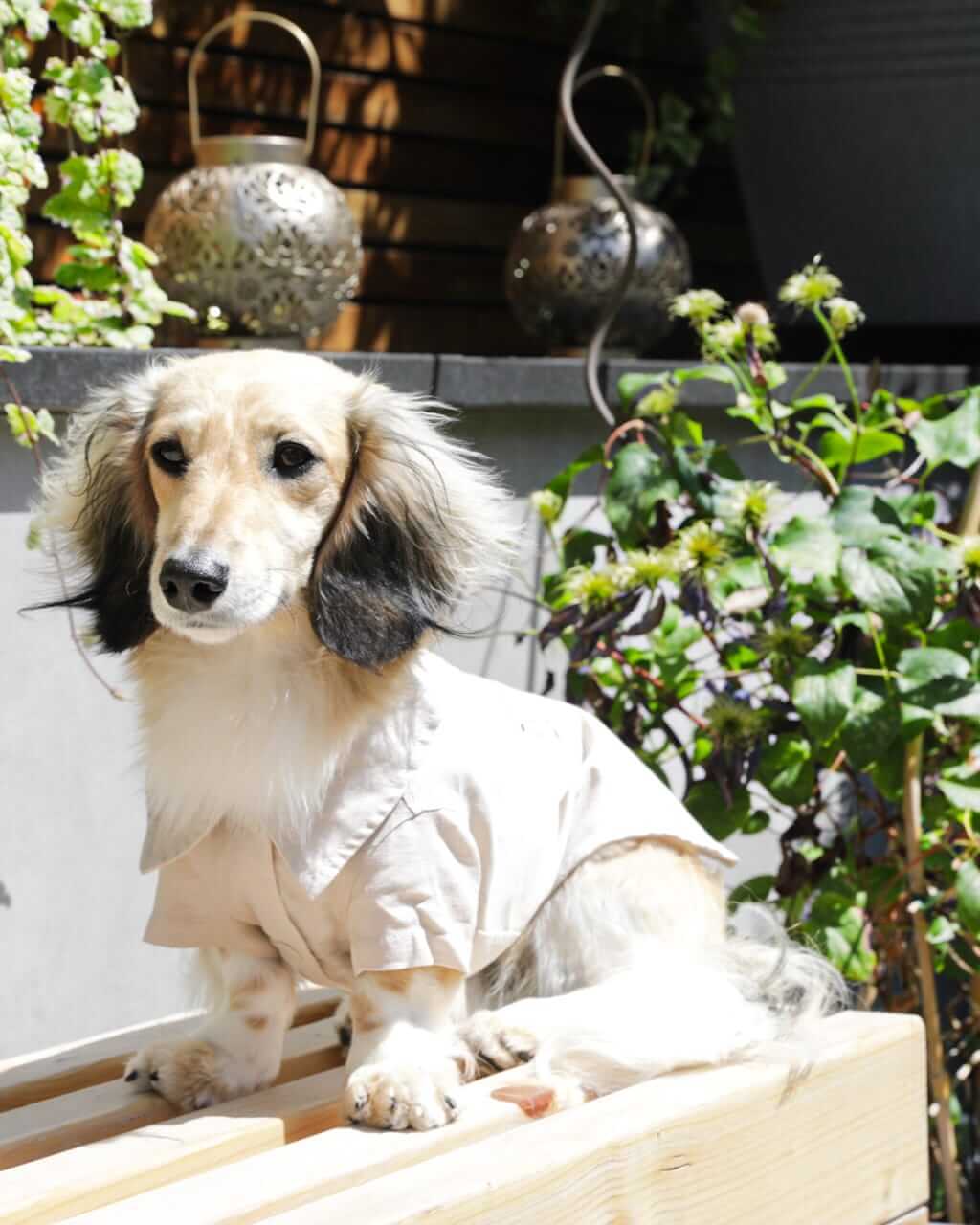 The Linen Shirt | Miniature Dachshund