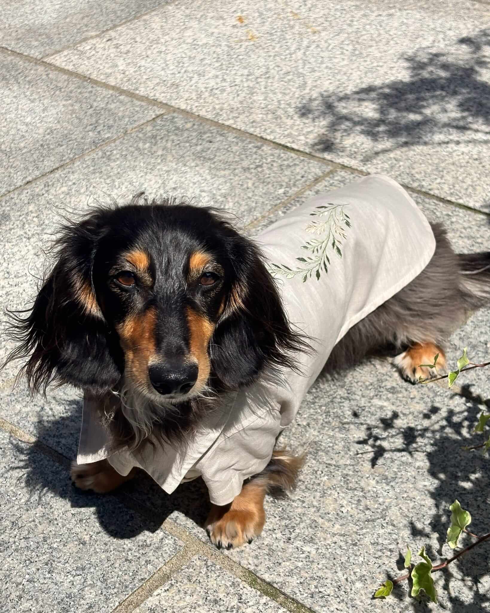 A long-haired dachshund wearing a cream-colored embroidered pet coat, standing on a gray stone pavement in bright sunlight.