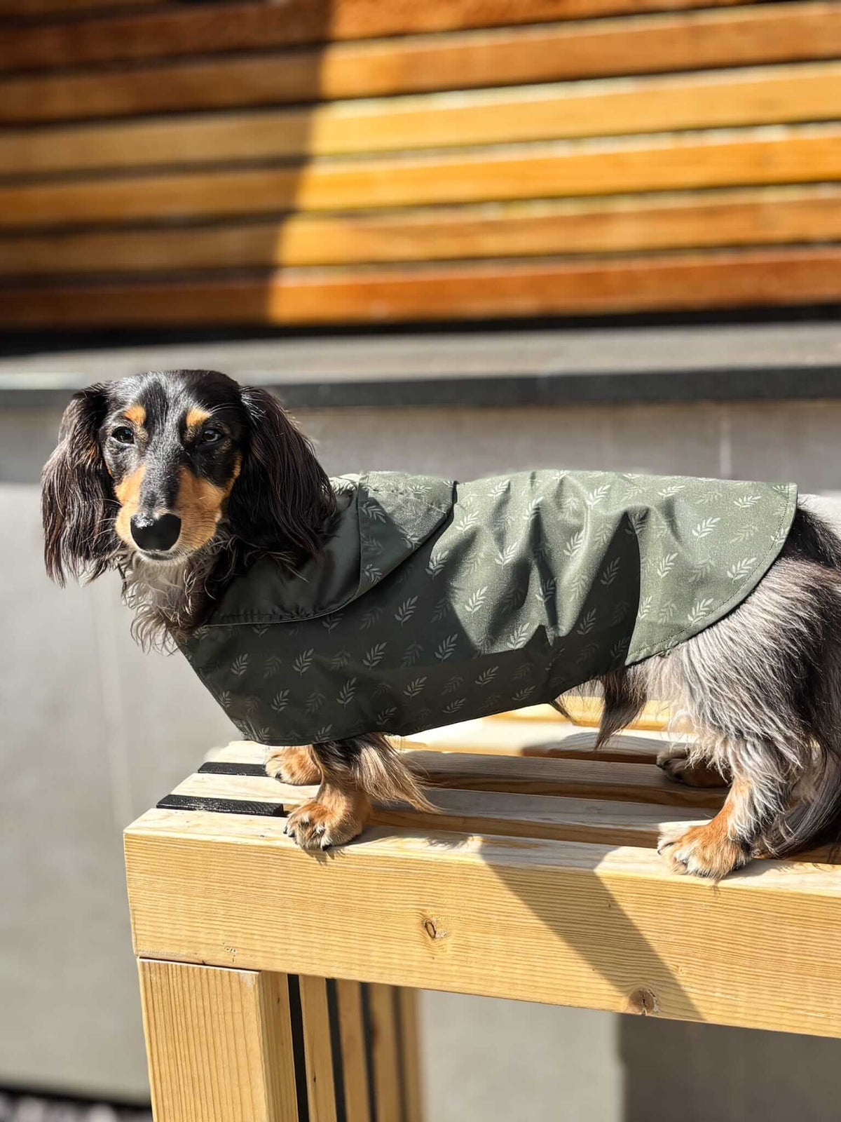 A long-haired dachshund wearing an olive green dog raincoat with a subtle repeating pattern, standing on a wooden bench in bright sunlight.