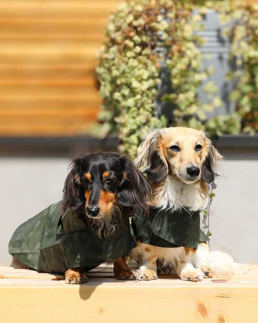 Two long-haired dachshunds wearing matching dark green raincoats