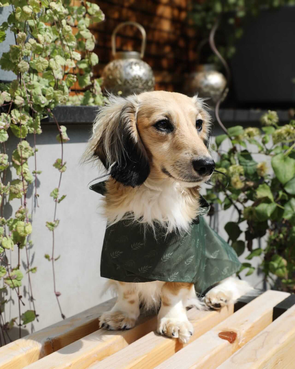 Dog wearing green waterproof lightweight raincoat, adjustable with hood