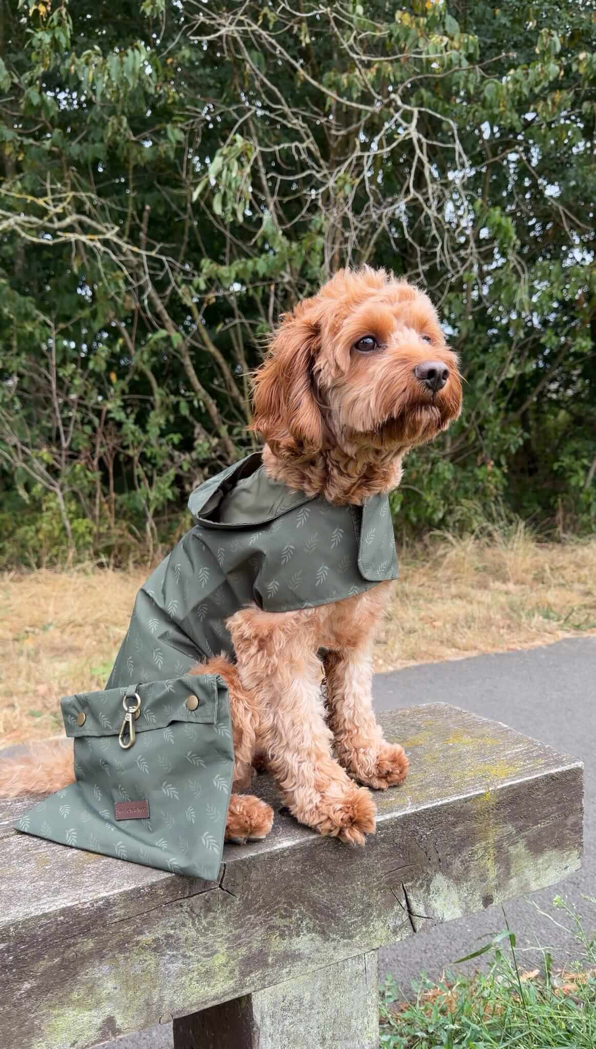 Dog wearing green waterproof lightweight raincoat, adjustable with hood and carry pouch