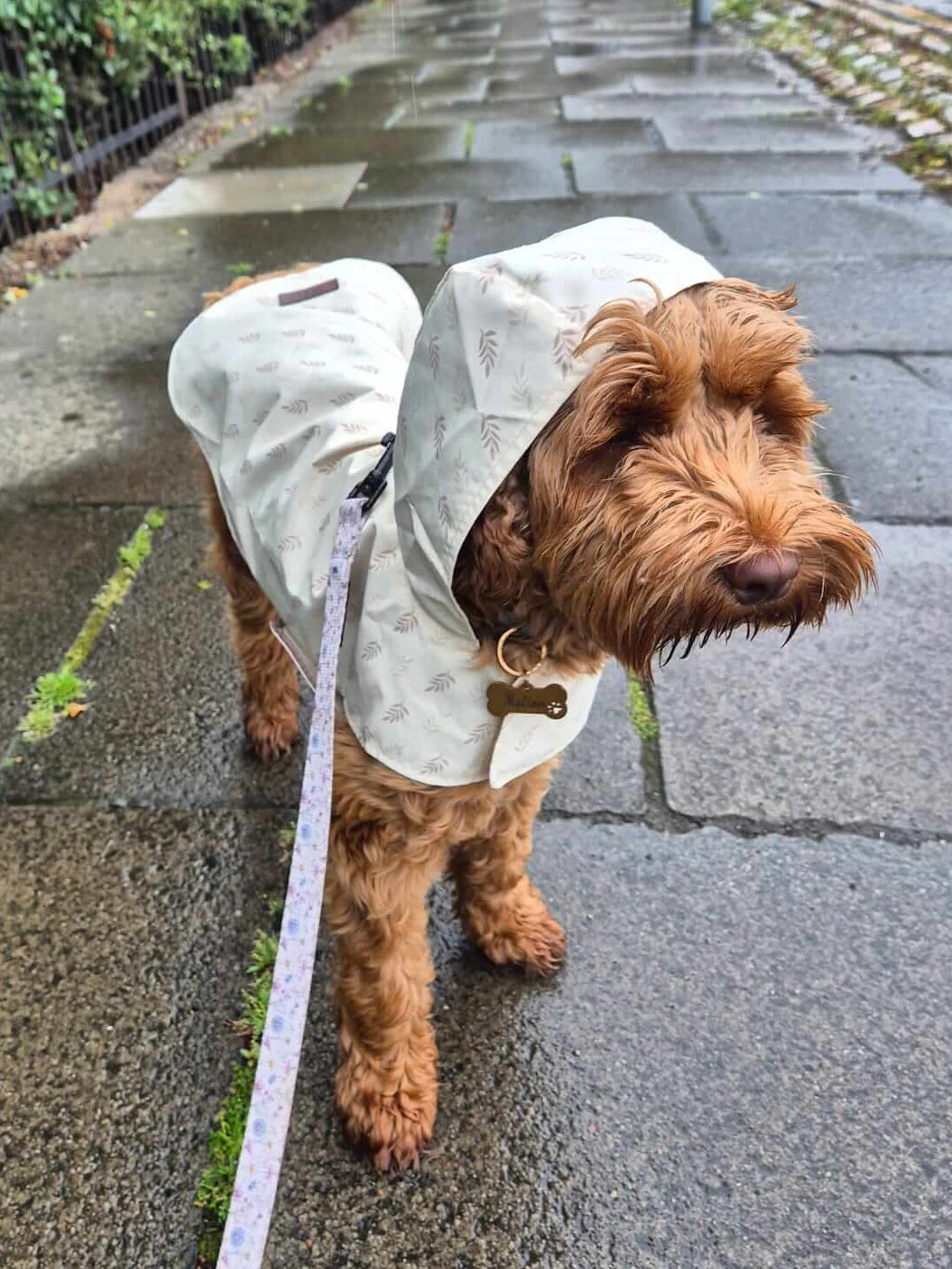 Dog wearing cream lightweight waterproof raincoat with hood