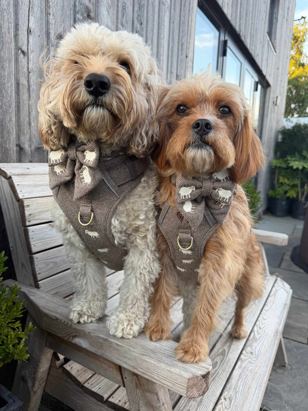 The Sheep Tweed Harness