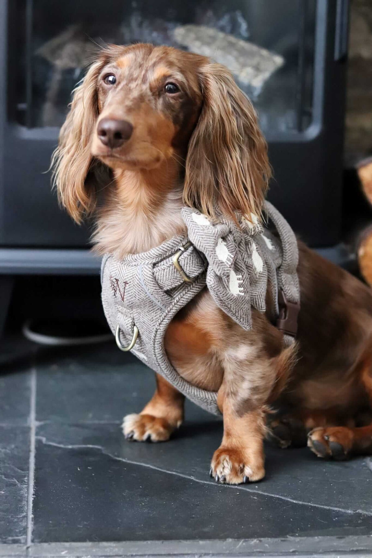 Long-haired dachshund wearing a Willow & Woof Sheep Tweed harness