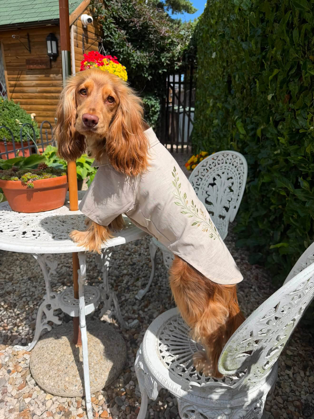 The Linen Shirt | Luxury Linen Dog Shirt