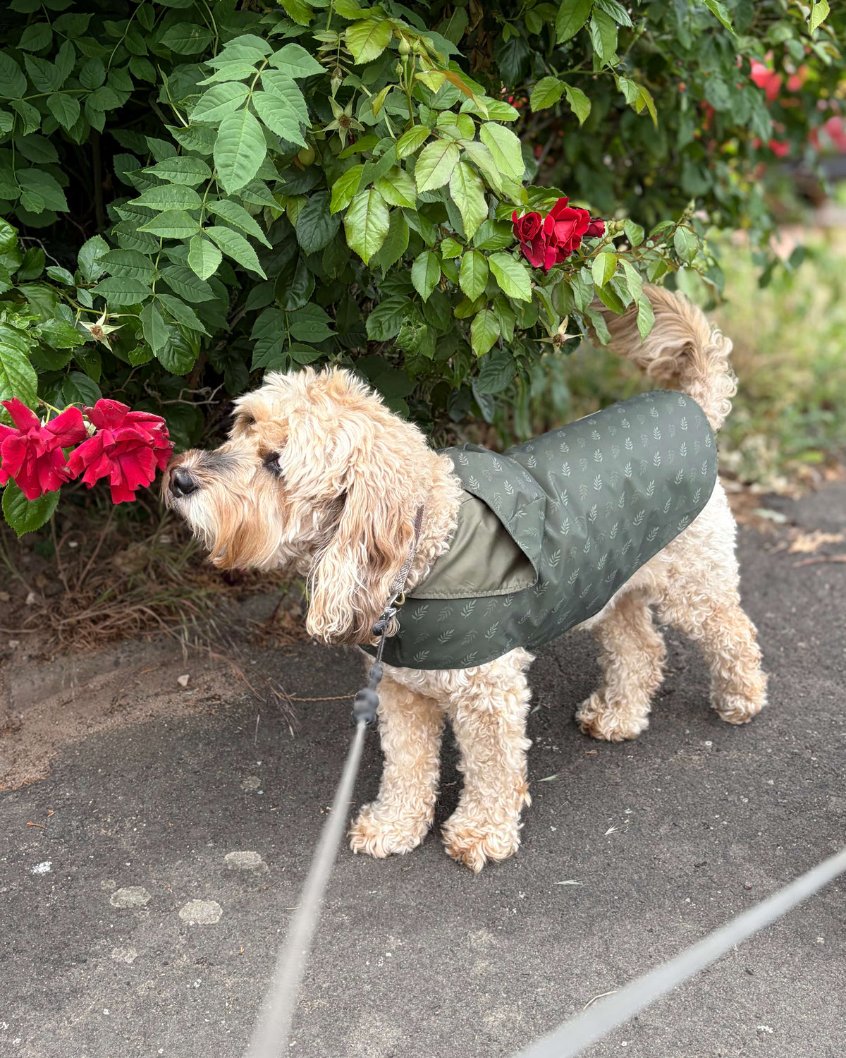 Dog wearing green waterproof lightweight raincoat, adjustable with hood