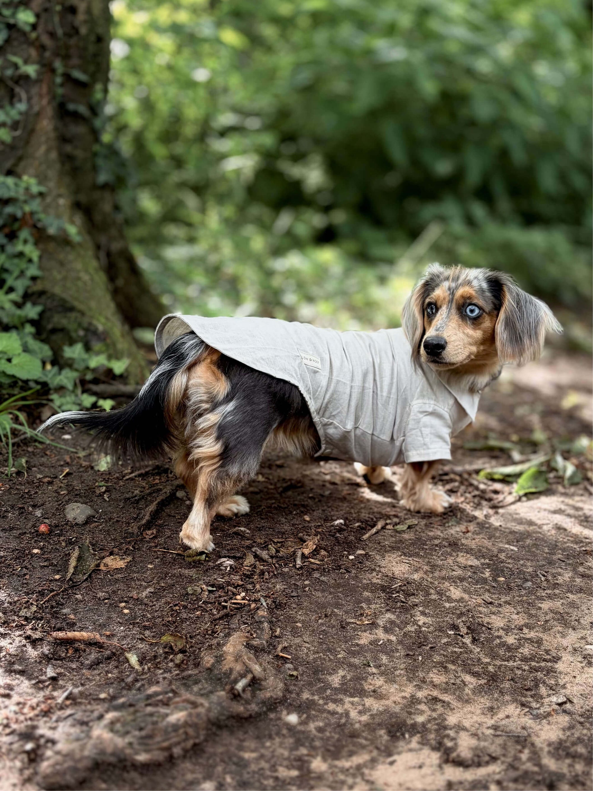 A long-haired dachshund standing, wearing a linen dog shirt with a small embroidered floral design on the back.