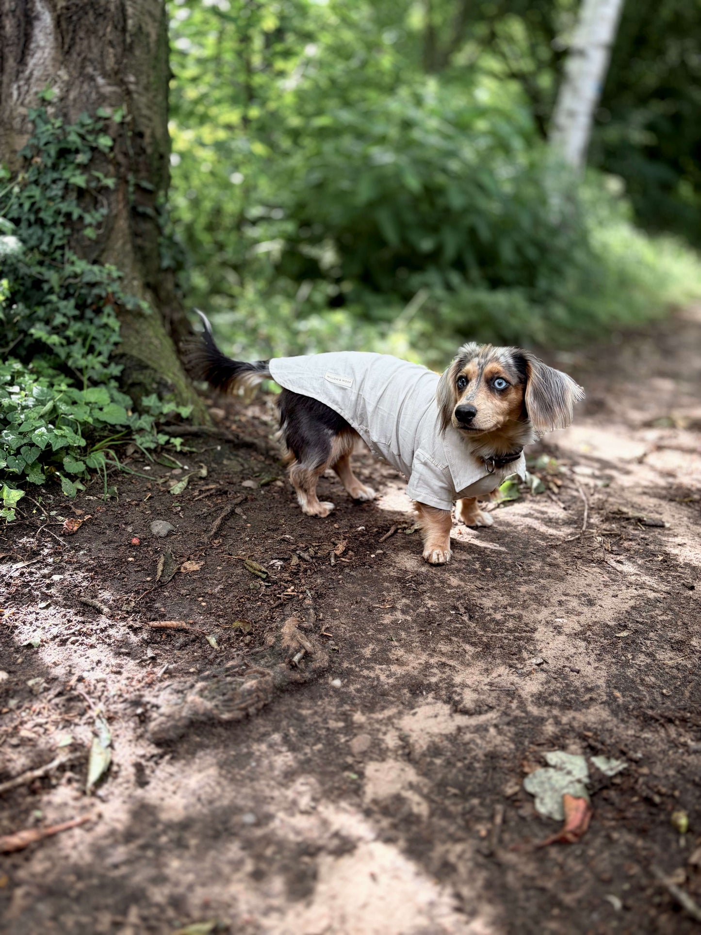 The Linen Shirt | Miniature Dachshund