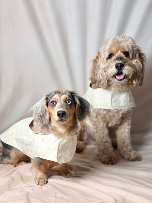Dogs wearing cream lightweight waterproof raincoat