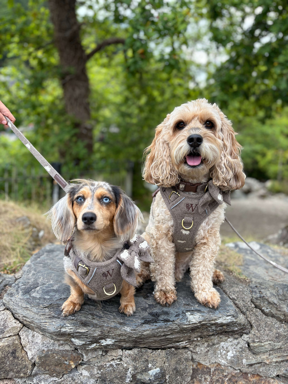 The Sheep Tweed Harness