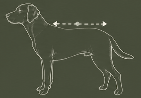 Willow & Woof. How to measure your dog, 
Measure the back
From shoulder blades to tail.