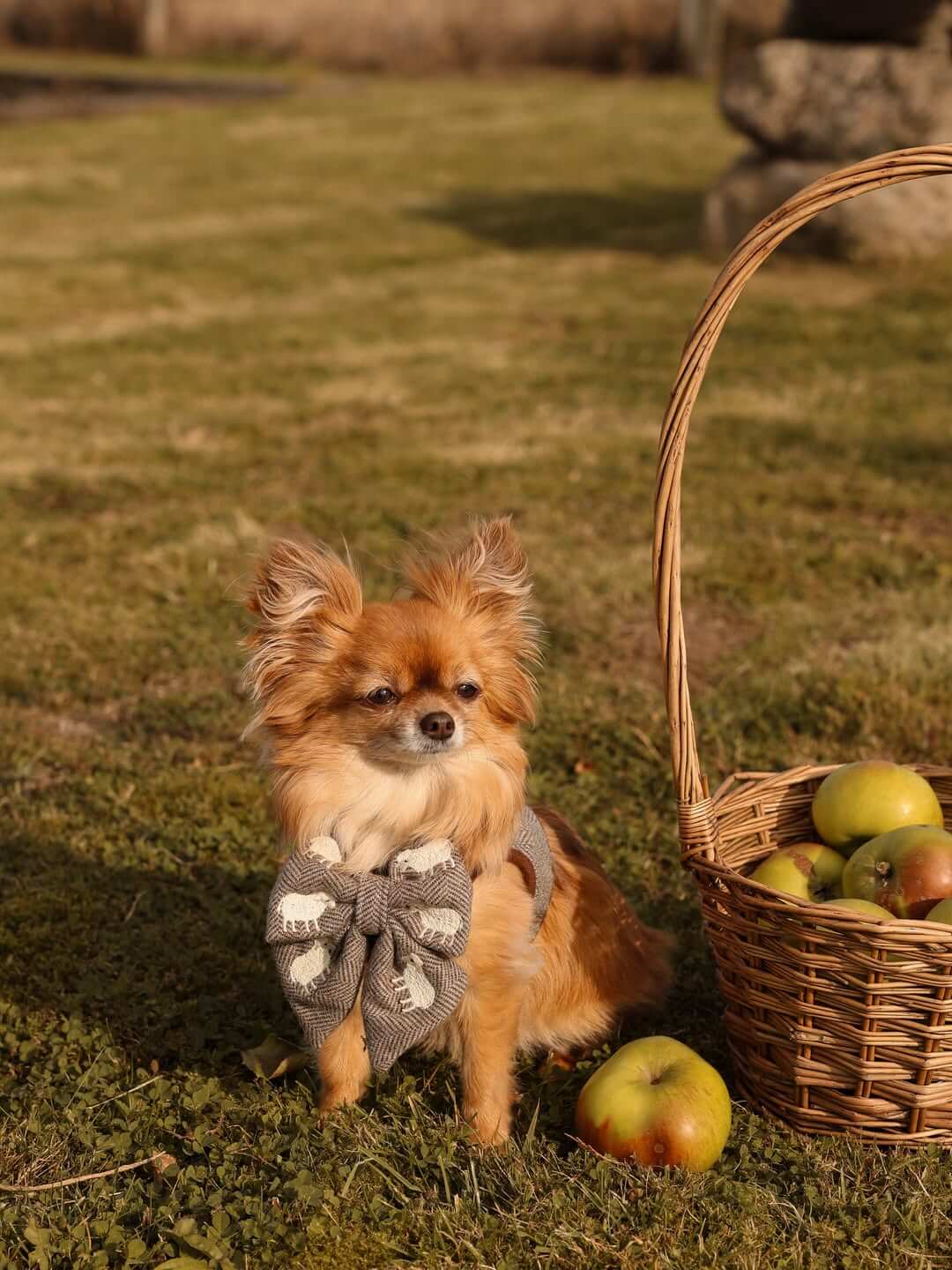 Evie the dog wearing Willow & Woof sheep tweed sailor bow