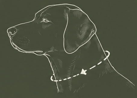 Willow & Woof. How to measure your dog, Measure the neck
Where the collar naturally sits.