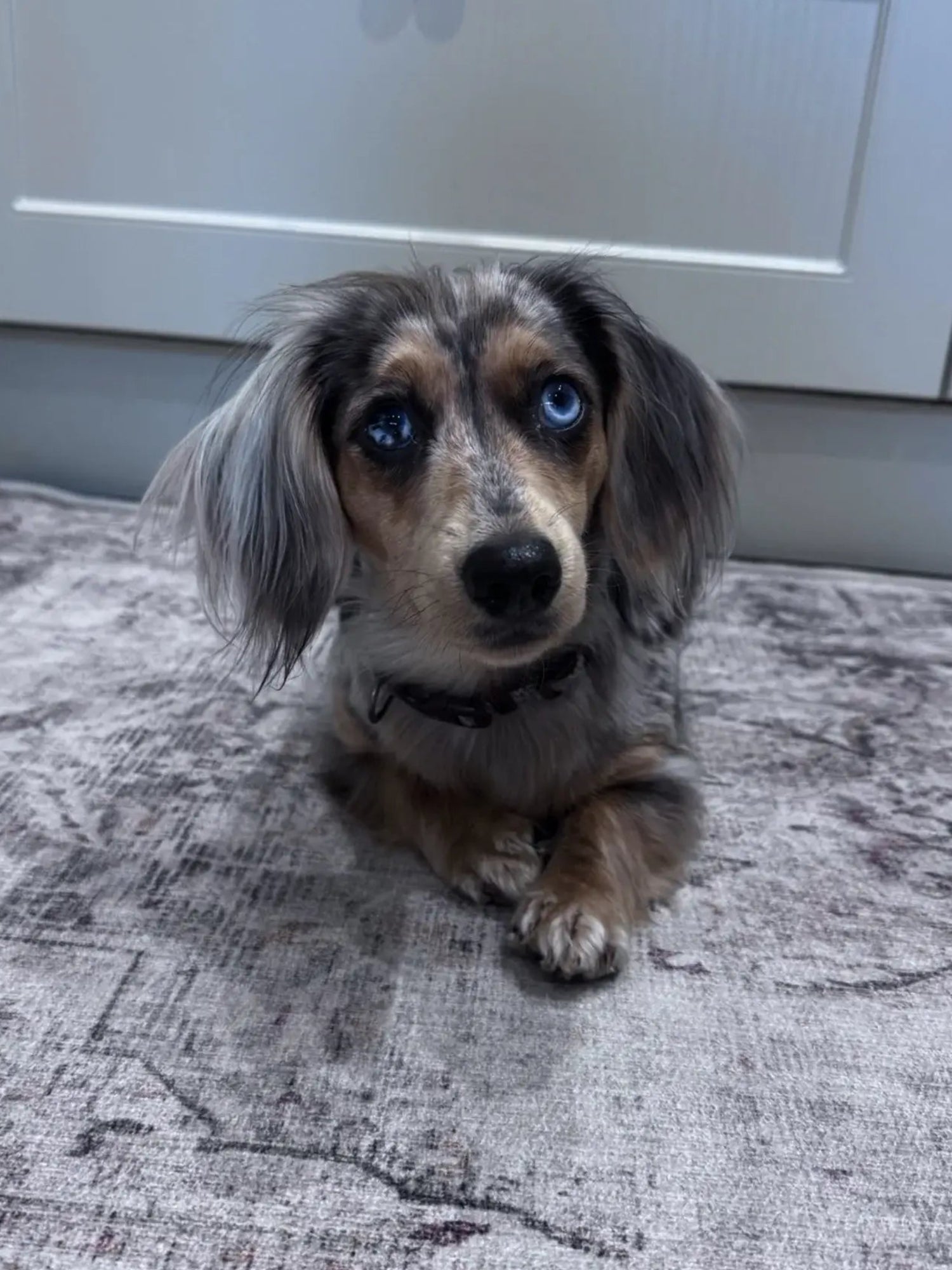 Oreo - miniature dachshund with blue eyes