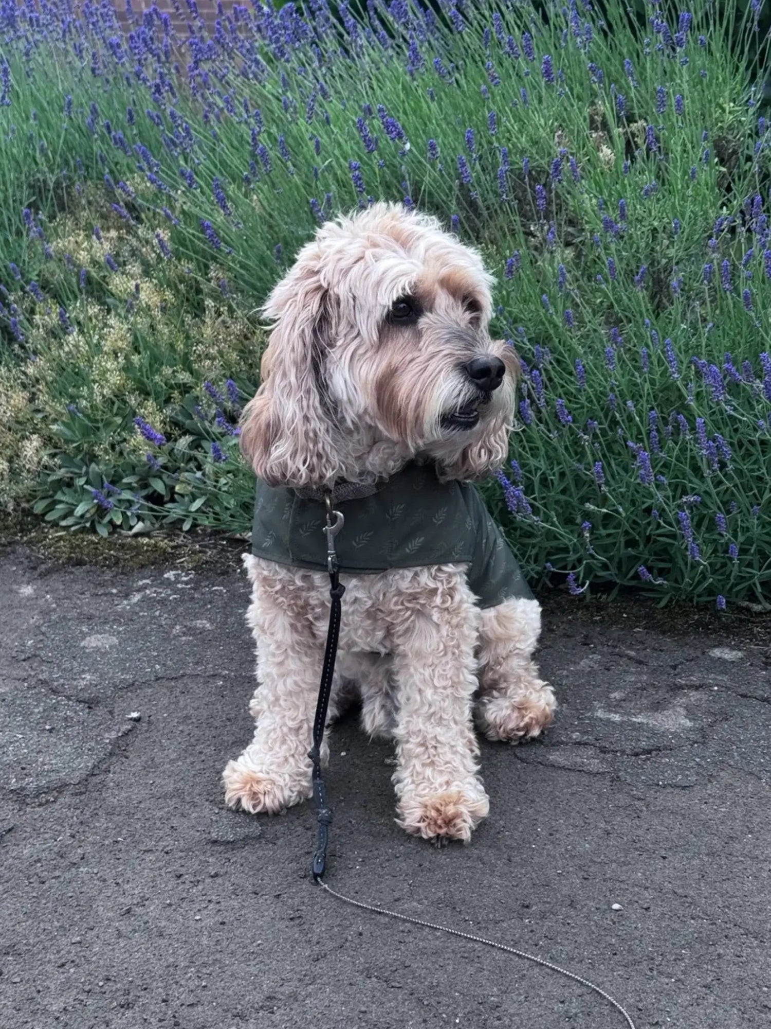 Oscar wearing a green lightweight raincoat, featuring a willow leaf print, sitting on a pavement with lavender plants in the background