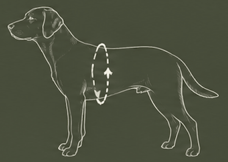 Willow & Woof. How to measure your dog, Measure the chest
Around the widest part.